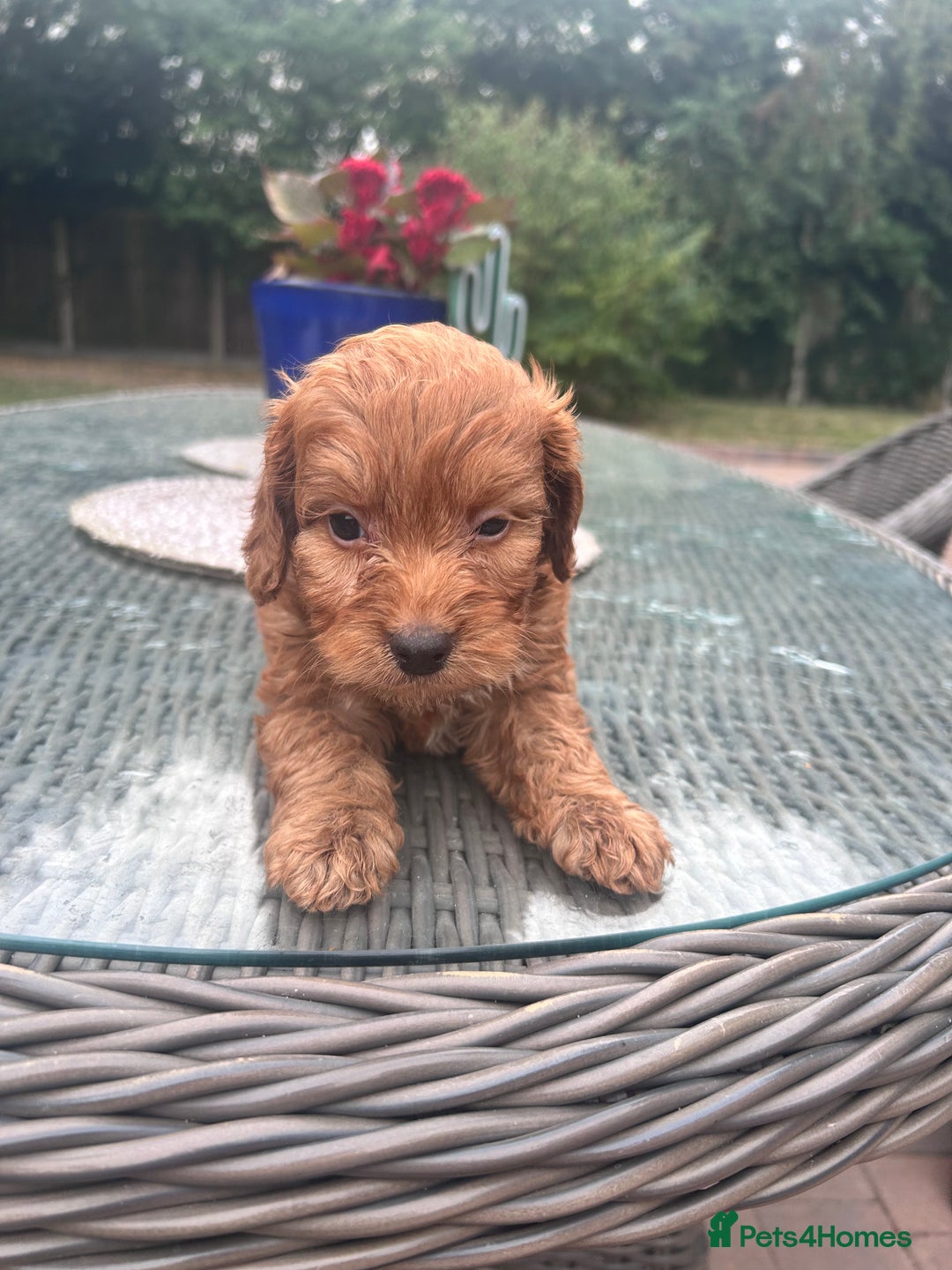 Cockapoo dogs for sale: Litter of 8 F1 cocapoos - Image 3