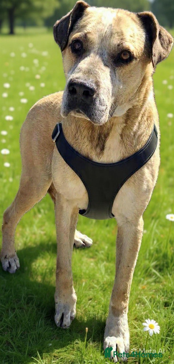 Mixed Breed dogs Older Home Needs a Retirement Home 💎 🐾 - Advert 1