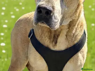 Mixed Breed dogs Older Home Needs a Retirement Home 💎 🐾 - Advert 1
