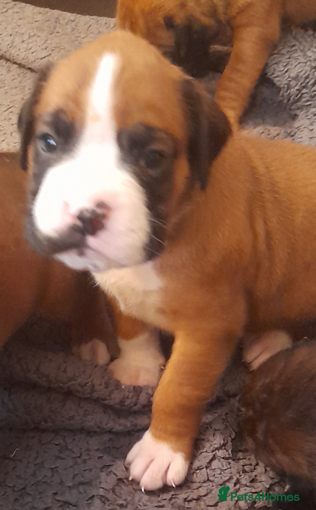 Boxer dogs for sale: Beautiful boxer pups for sale - Advert 11