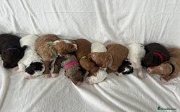 Goldendoodle dogs for sale: Beautiful litter of Goldendoodles  - Image 34