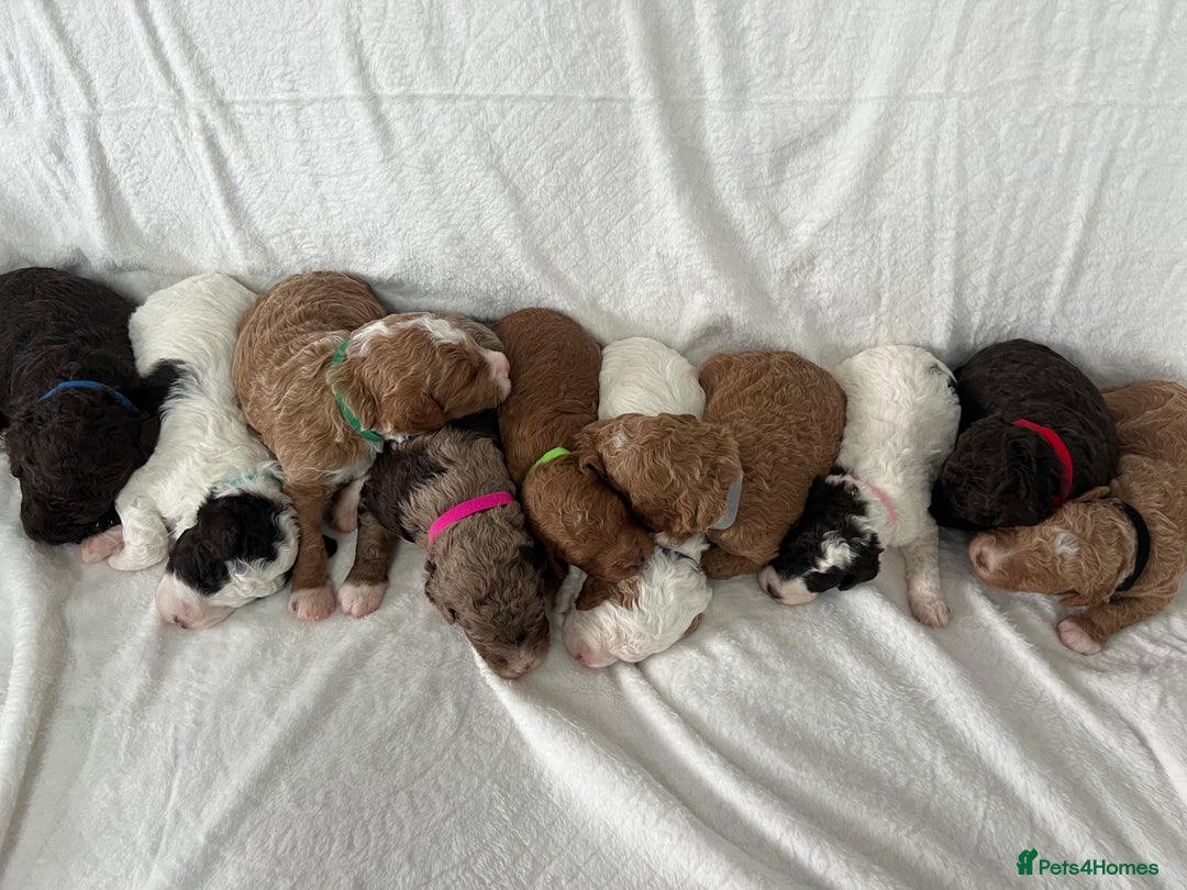 Goldendoodle dogs for sale: Beautiful litter of Goldendoodles  - Image 34