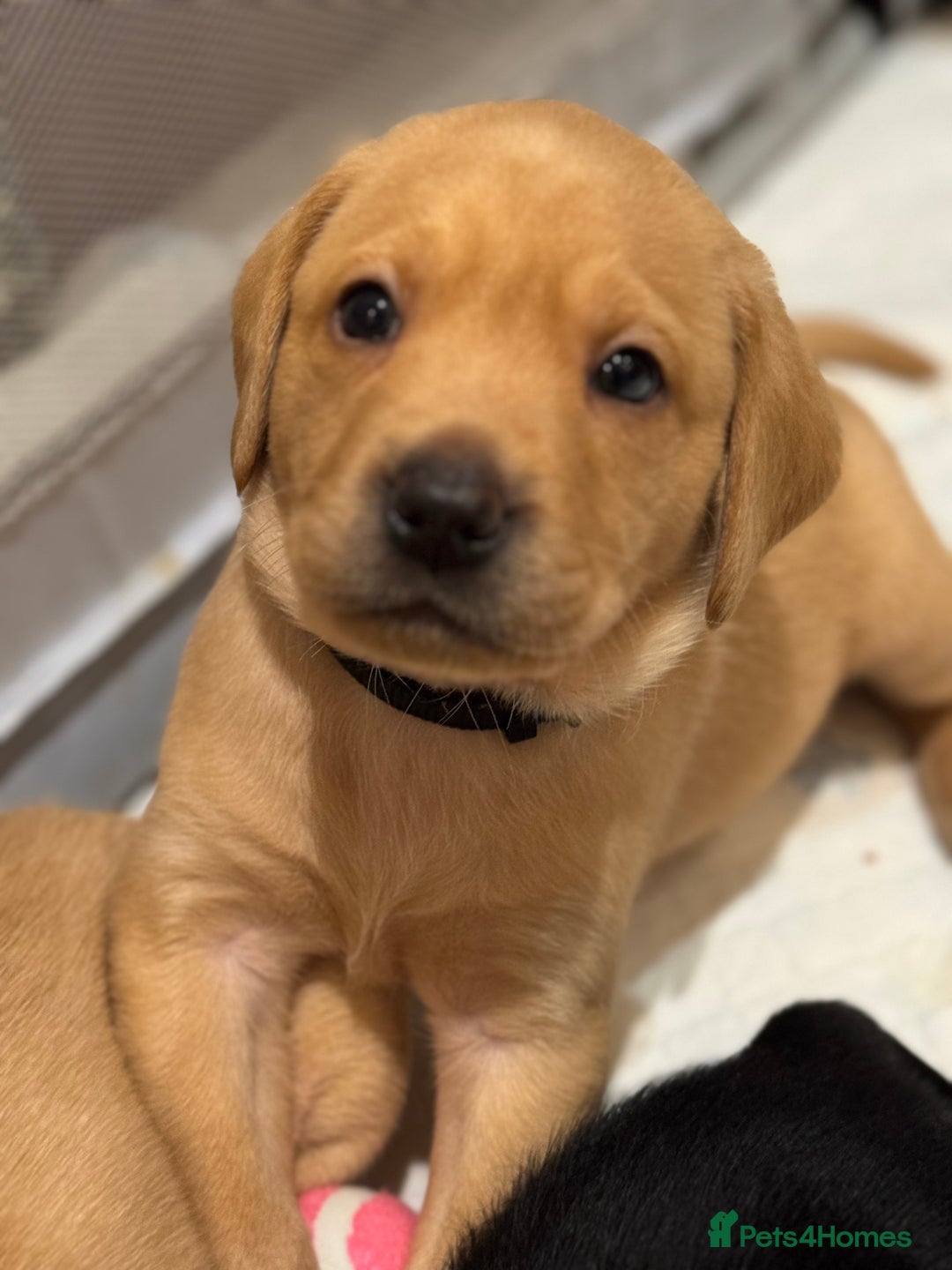 Labrador Retriever dogs for sale: 2 tan boy Labrador pups - Advert 3