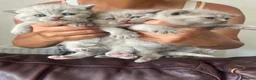 British Shorthair cats for sale: Lilac British shorthair kittens for sale - Advert 6