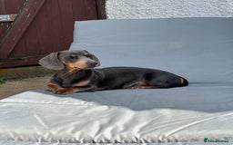Miniature Dachshund dogs for stud: Available for stud blue and tan mini dachshund - Image 11