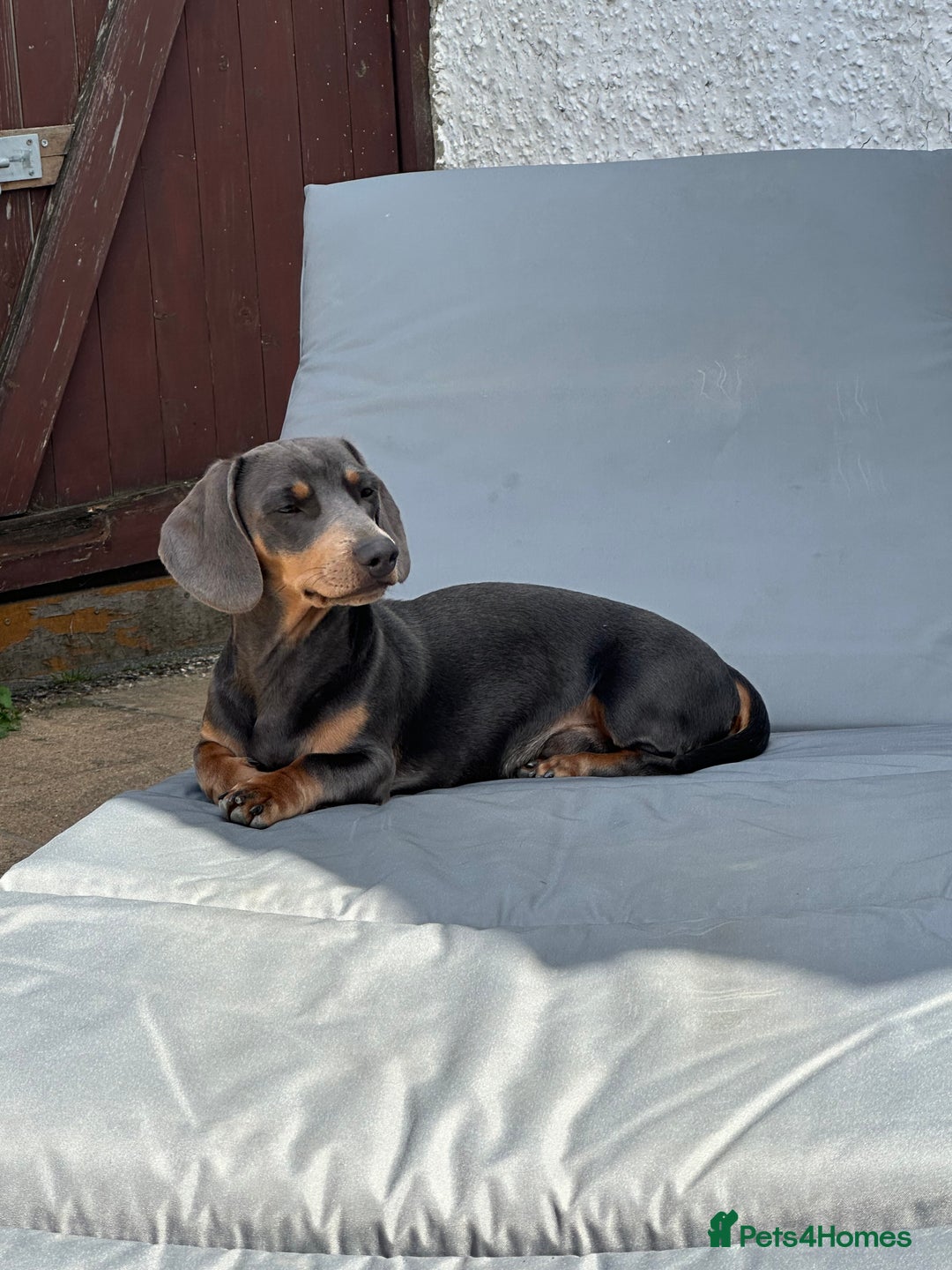 Miniature Dachshund dogs for stud: Available for stud blue and tan mini dachshund - Image 11