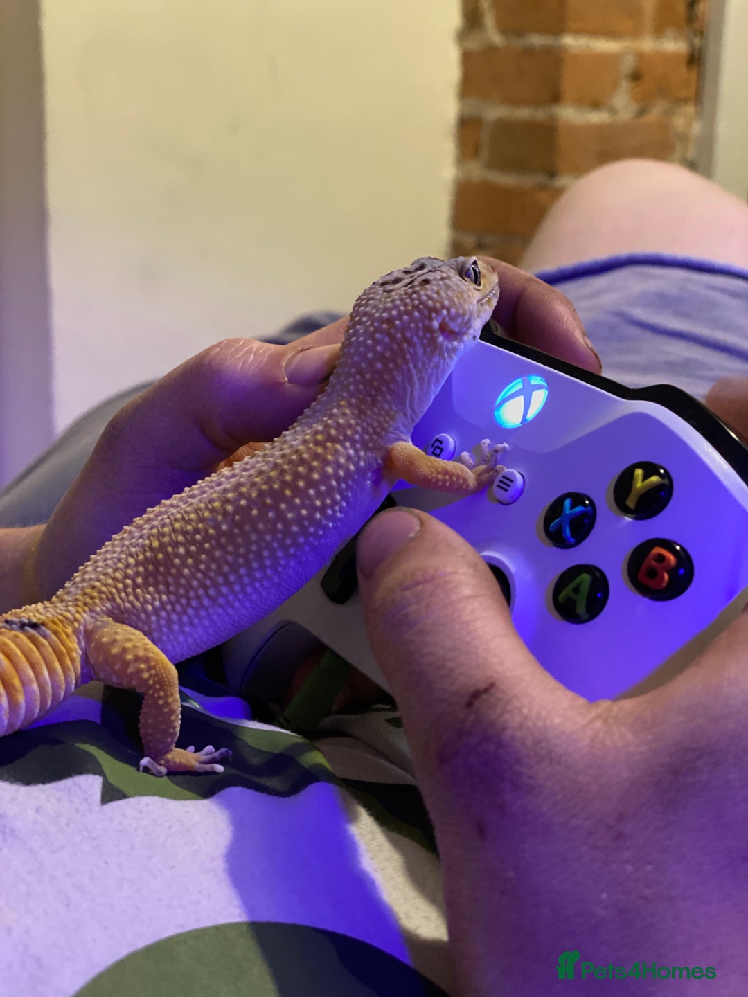 Leopard Gecko reptiles for sale: Pumpkin the leopard gecko - Image 3