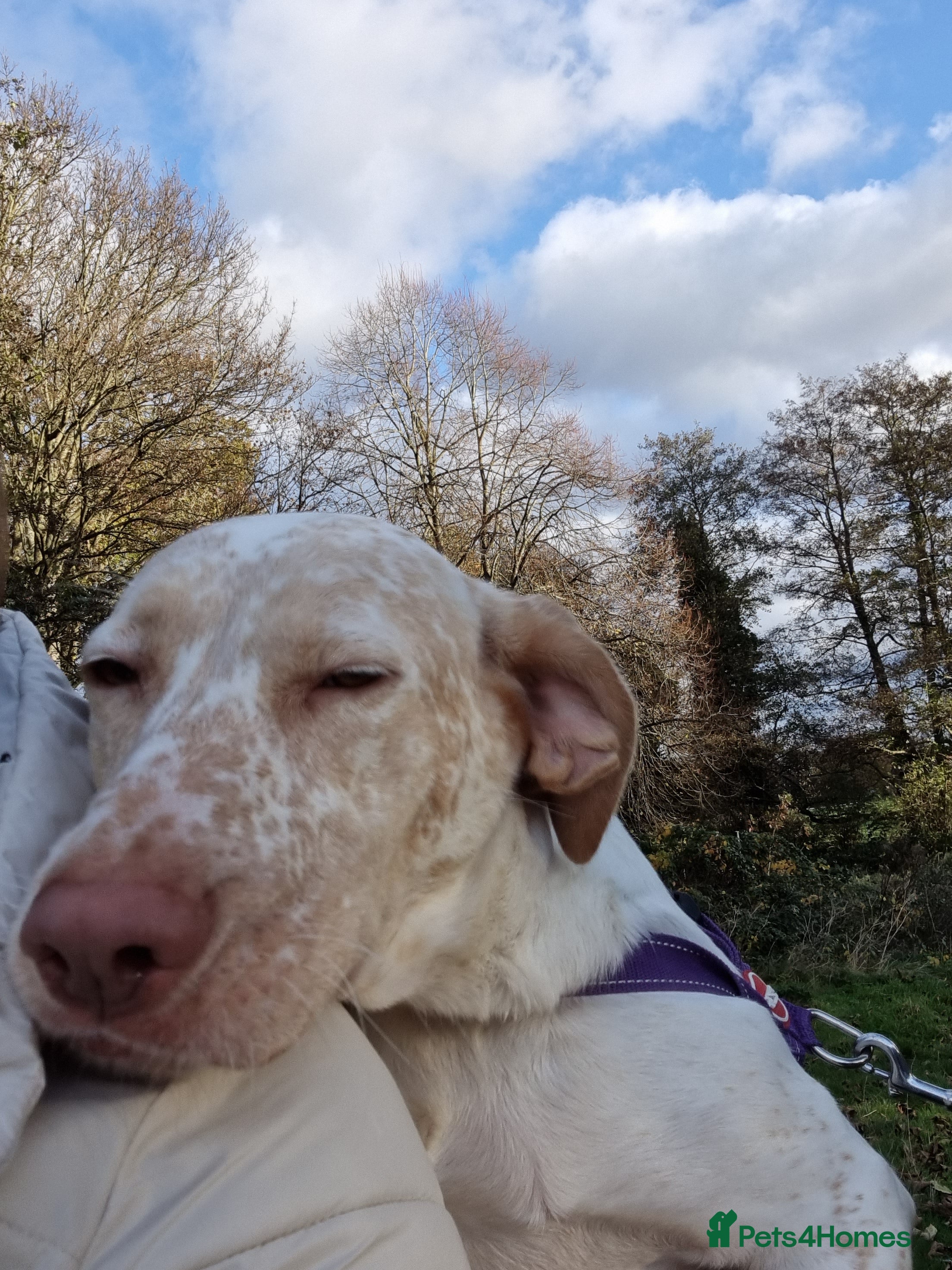 Mixed Breed dogs Our gorgeous Dalidor needs a loving home - Advert 6