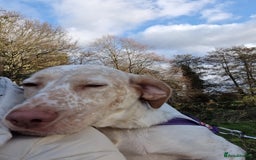 Mixed Breed dogs for sale: Our gorgeous Dalidor needs a loving home - Image 1