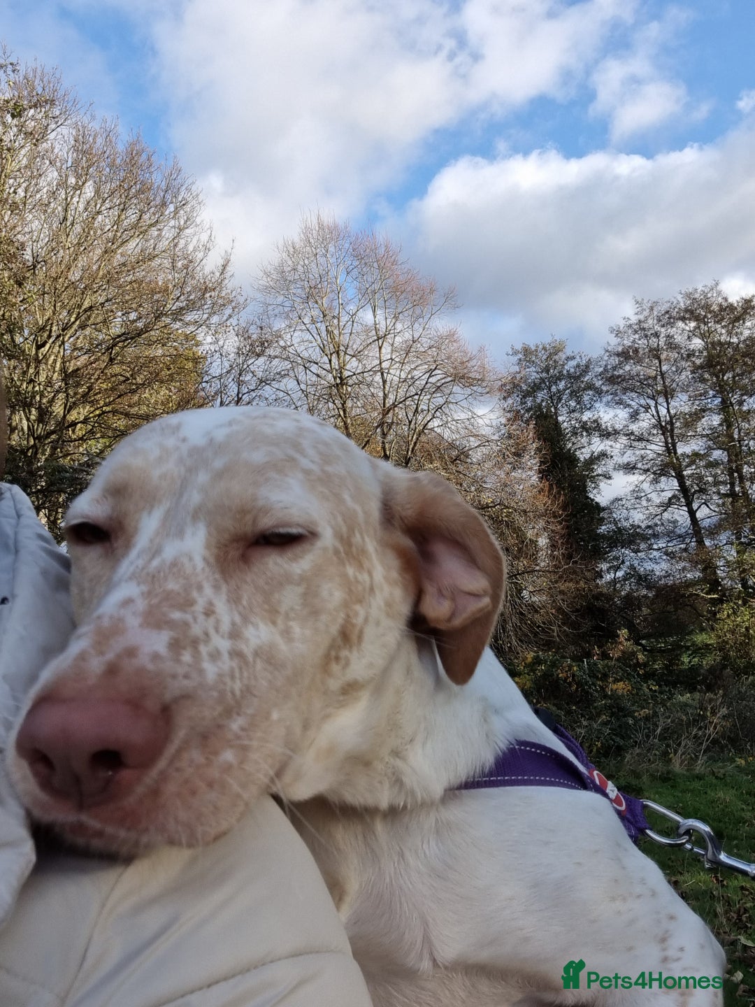 Mixed Breed dogs for sale: Our gorgeous Dalidor needs a loving home - Image 1