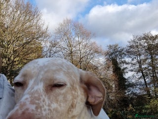 Mixed Breed dogs - Advert 14