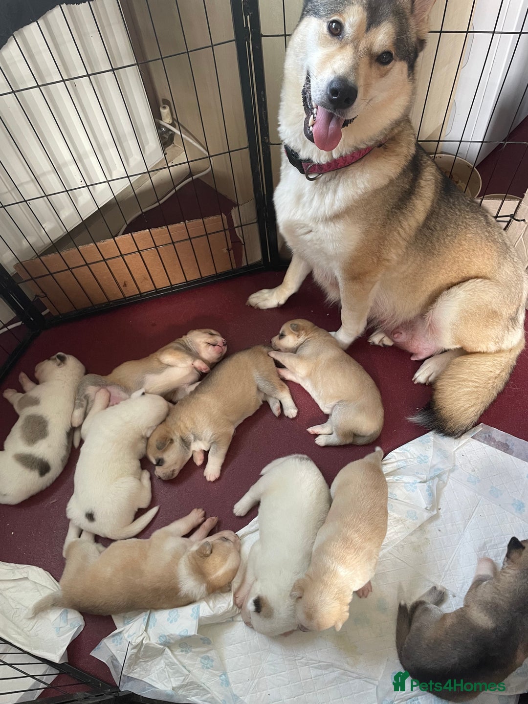 Mixed Breed dogs for sale: Husky puppies for sale - Image 1