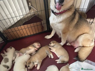 Mixed Breed dogs - Advert 7