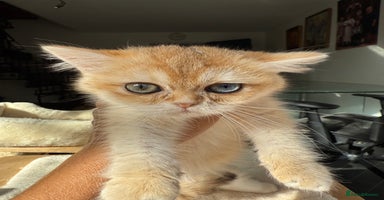 British Shorthair cats - Advert 2