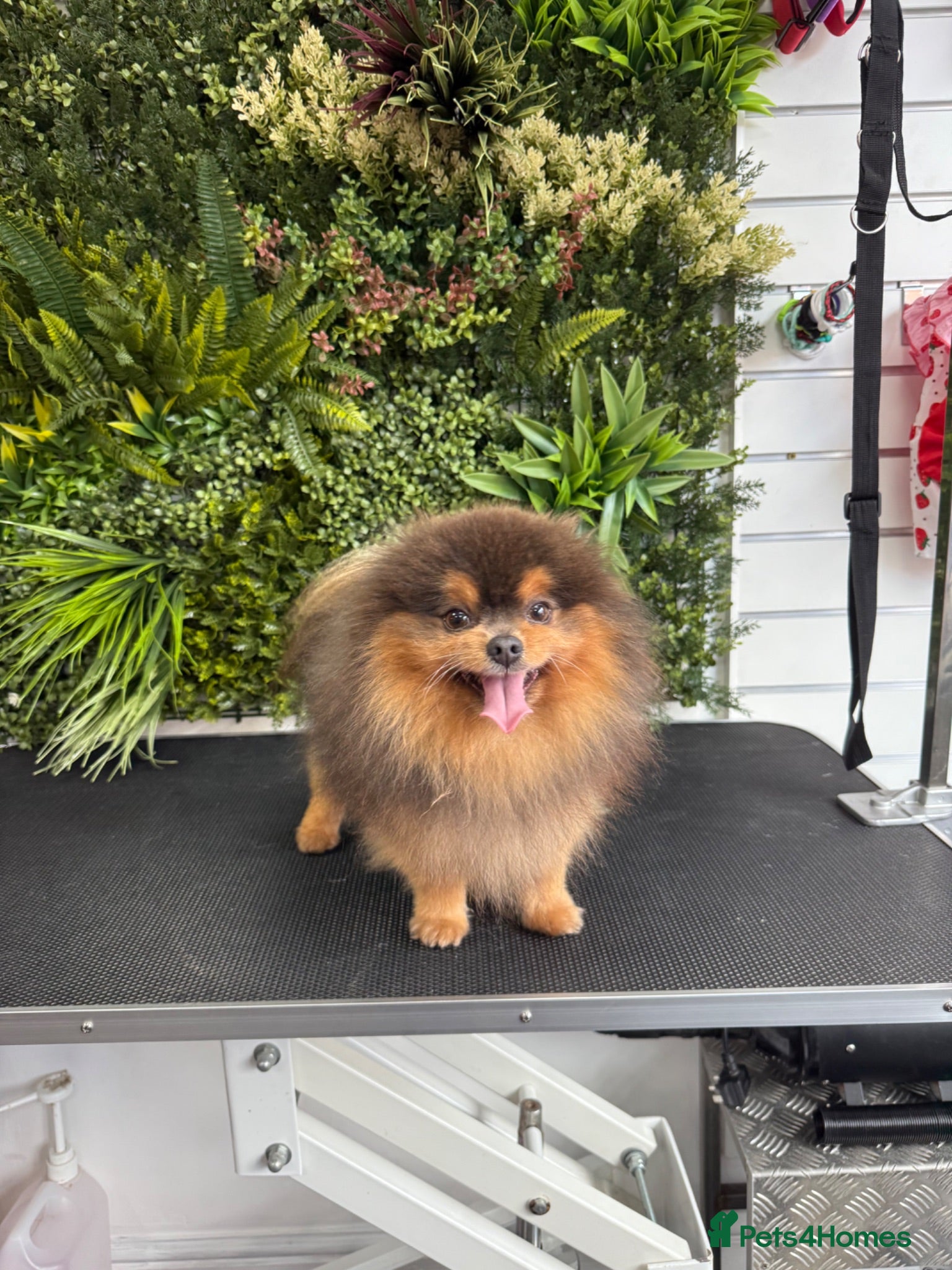 Pomeranian dogs Exclusive show type KC blue and tan stud  - Advert 1