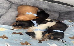 Cocker Spaniel dogs for sale: Beautiful show type cocker spaniel puppies  - Image 11