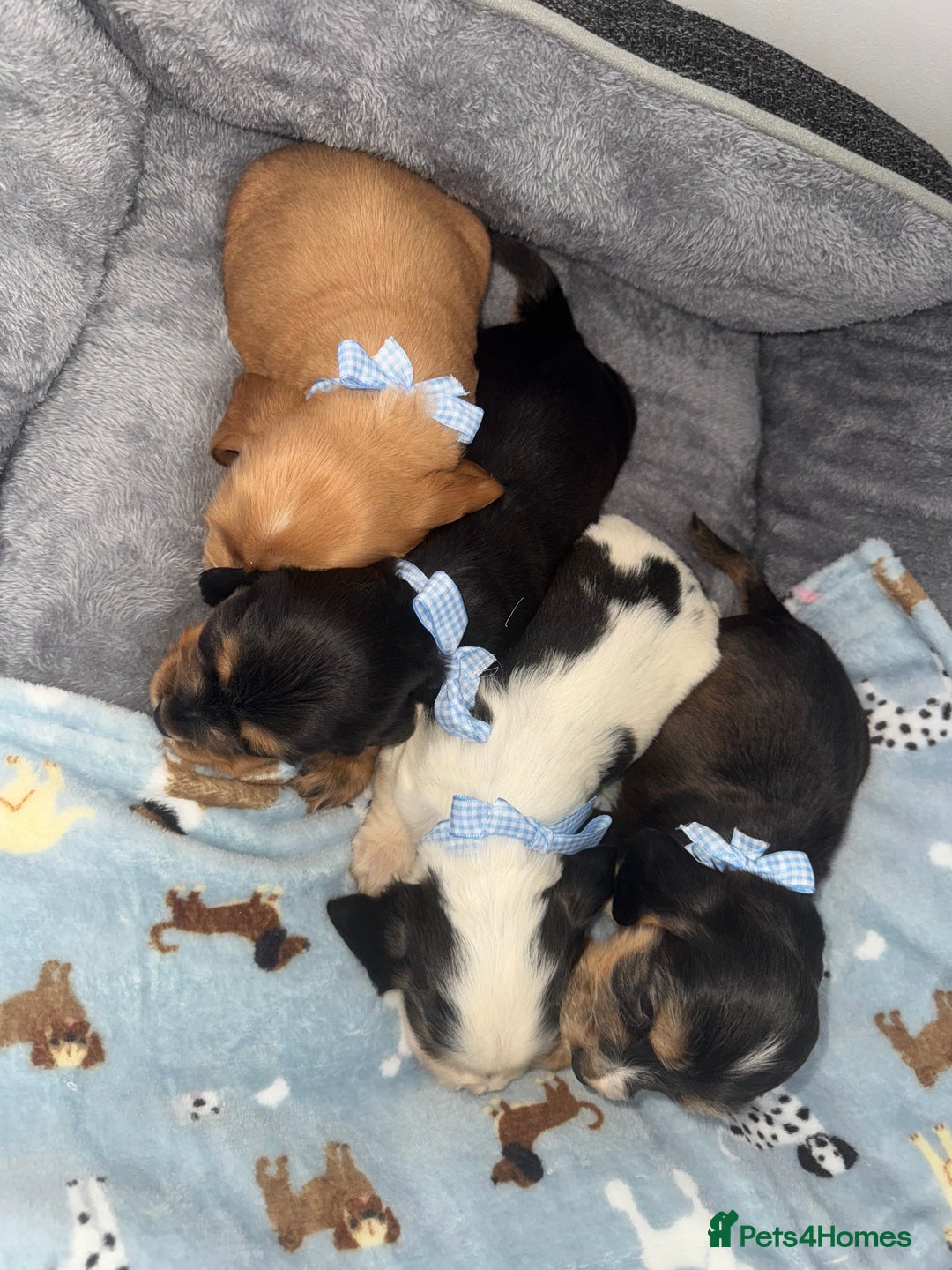 Cocker Spaniel dogs for sale: Beautiful show type cocker spaniel puppies  - Image 11