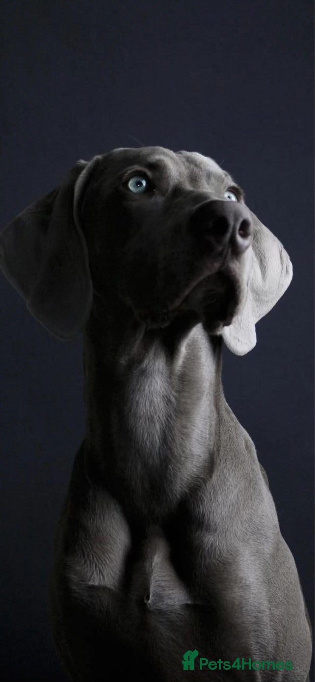 Labrador Retriever dogs Beautiful KC silver Labrador  - Advert 7