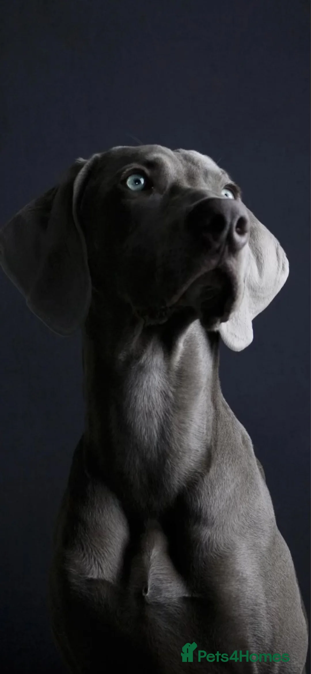 Labrador Retriever dogs for sale: Beautiful KC silver Labrador  - Advert 1