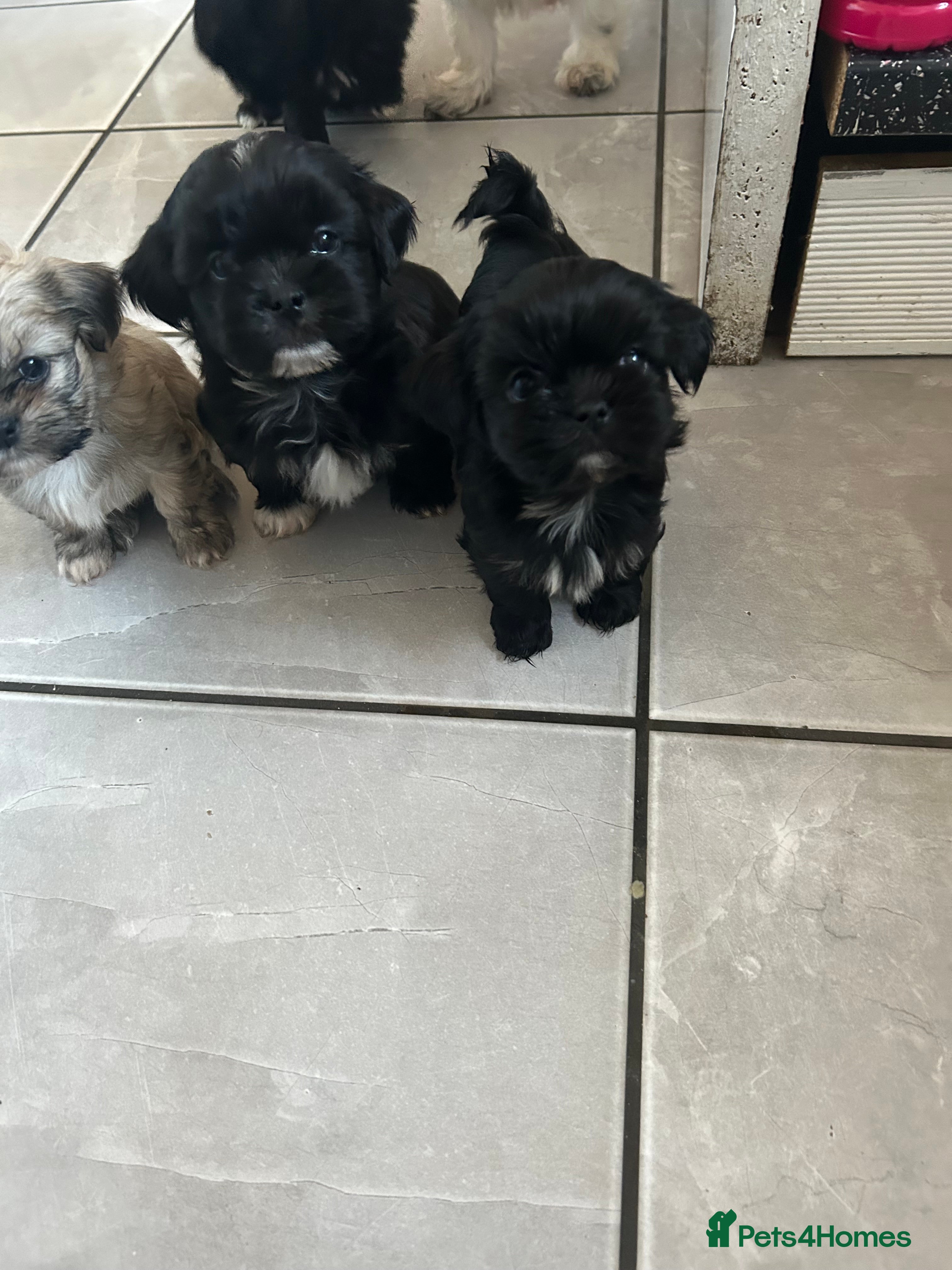 Shih Tzu dogs Beautiful shi tzu puppies  - Advert 9