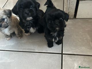 Shih Tzu dogs Beautiful shi tzu puppies - Advert 1