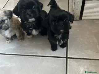 Shih Tzu dogs Beautiful shi tzu puppies - Advert 6