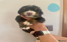Mixed Breed dogs for sale: Labernese x Bernese mountain dog puppies  - Image 15