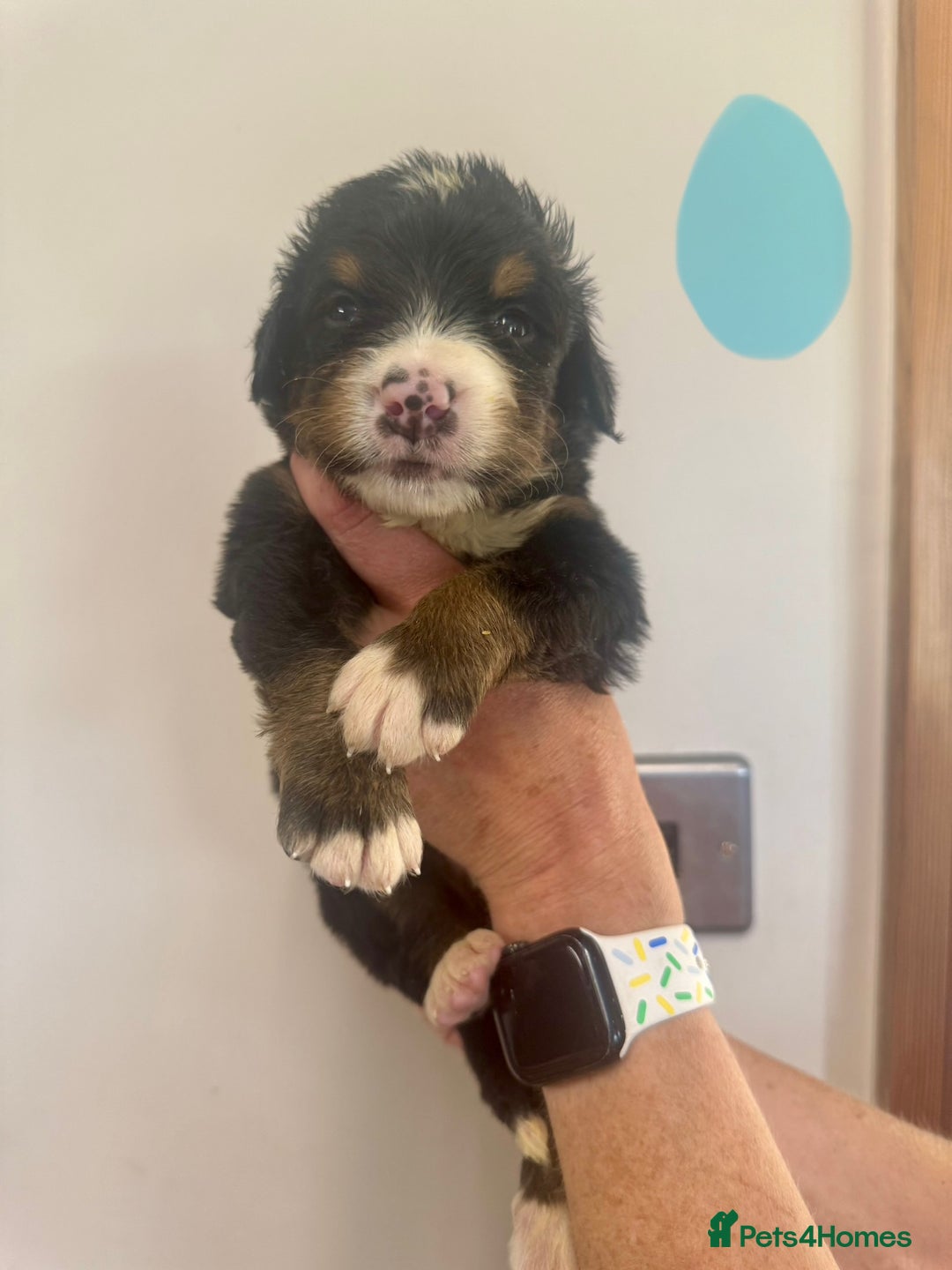 Mixed Breed dogs for sale: Labernese x Bernese mountain dog puppies  - Image 15