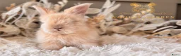 Angora rabbits for sale: BEAUTIFUL LITTER OF ANGORAS - Advert 4