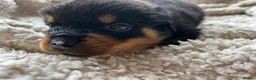 Rottweiler dogs for sale: Beautiful Rottweiler Pups  - Advert 32