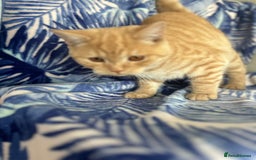 Scottish Fold cats for sale: Kittens Ready for Their Forever Homes - Image 40