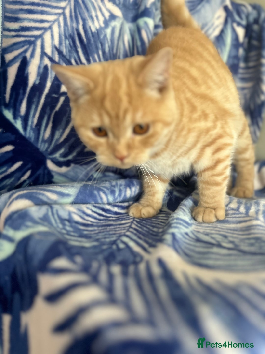 Scottish Fold cats for sale: Kittens Ready for Their Forever Homes - Image 40