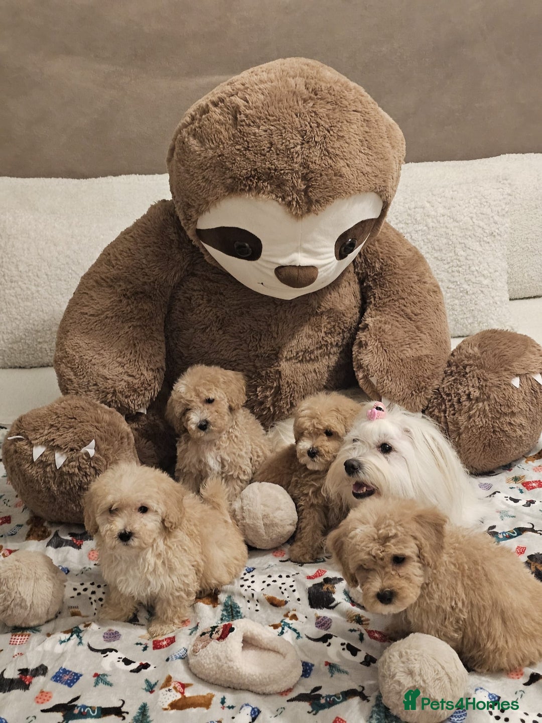 Maltipoo dogs for sale: Amazing apricot color Maltipoo puppies! - Advert 15