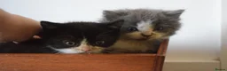 Mixed Breed cats for sale: 5 Beautiful Kittens Looking for Forever Homes - Advert 1