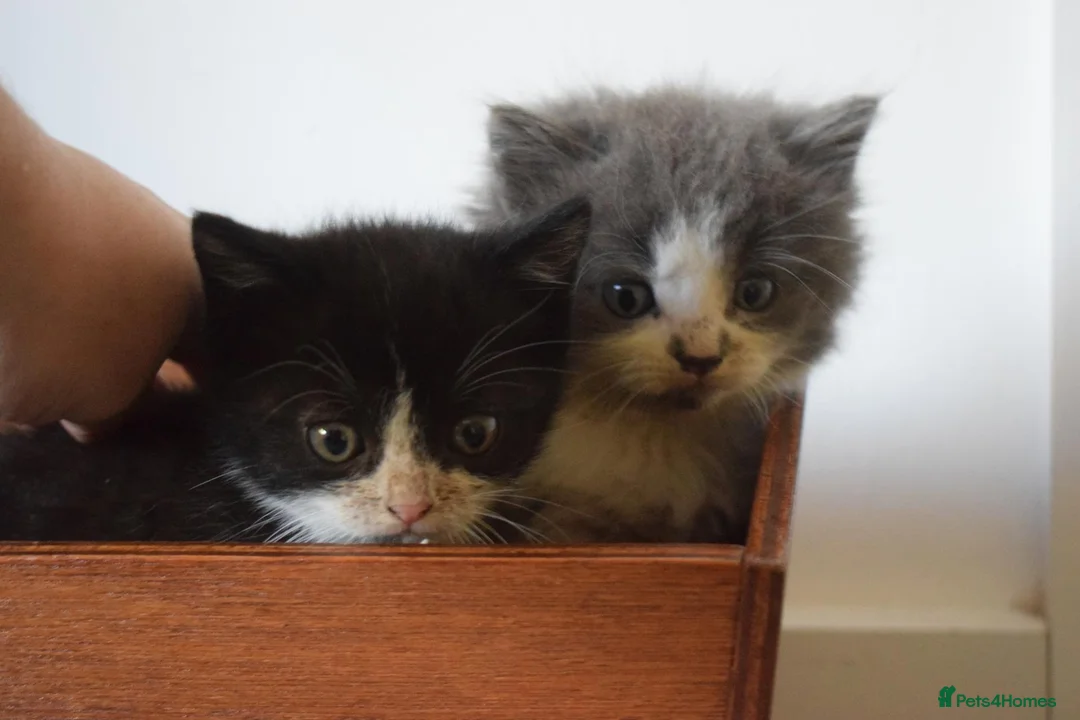 Mixed Breed cats for sale: 5 Beautiful Kittens Looking for Forever Homes - Advert 1