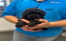 Toy Poodle dogs for sale: PEDIGREE TOY POODLES PRA CLEAR  - Advert 10