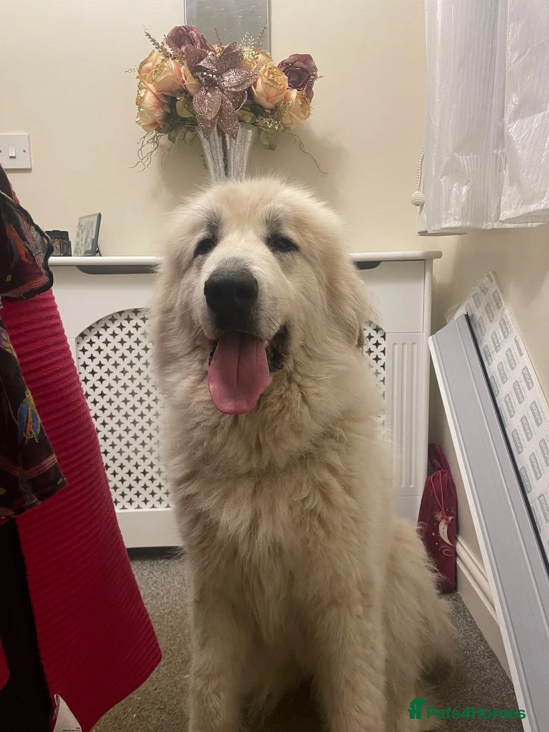 Pyrenean Mountain Dog dogs for sale: Pyreneese mountain dog pedigree  - Advert 5