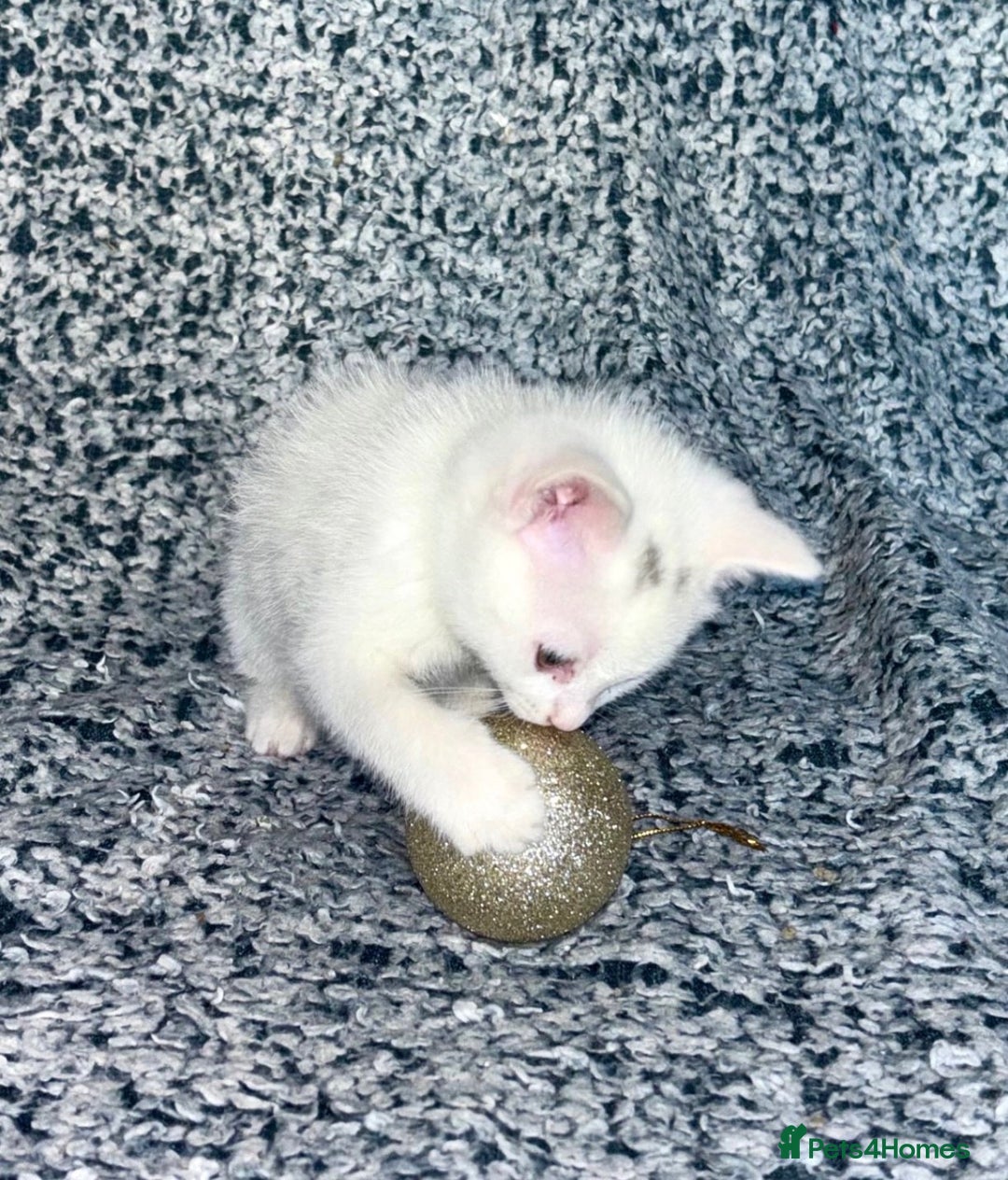 Turkish Angora cats for sale: X2 Turkish Angora Kittens - ready to leave! - Advert 3