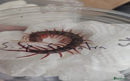 Mixed Breed invertebrates for sale: Tarantulas and centipedes for sale - Image 7
