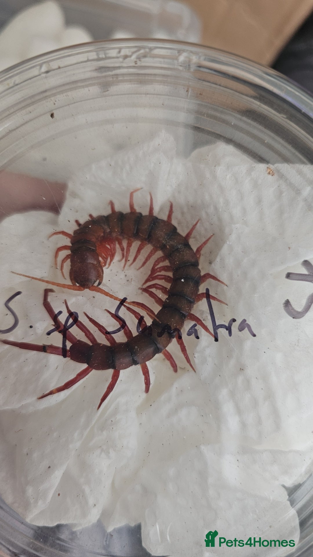 Mixed Breed invertebrates for sale: Tarantulas and centipedes for sale - Image 7