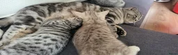 Scottish Fold cats for sale: Beautiful Scottish Fold Kittens - Advert 10