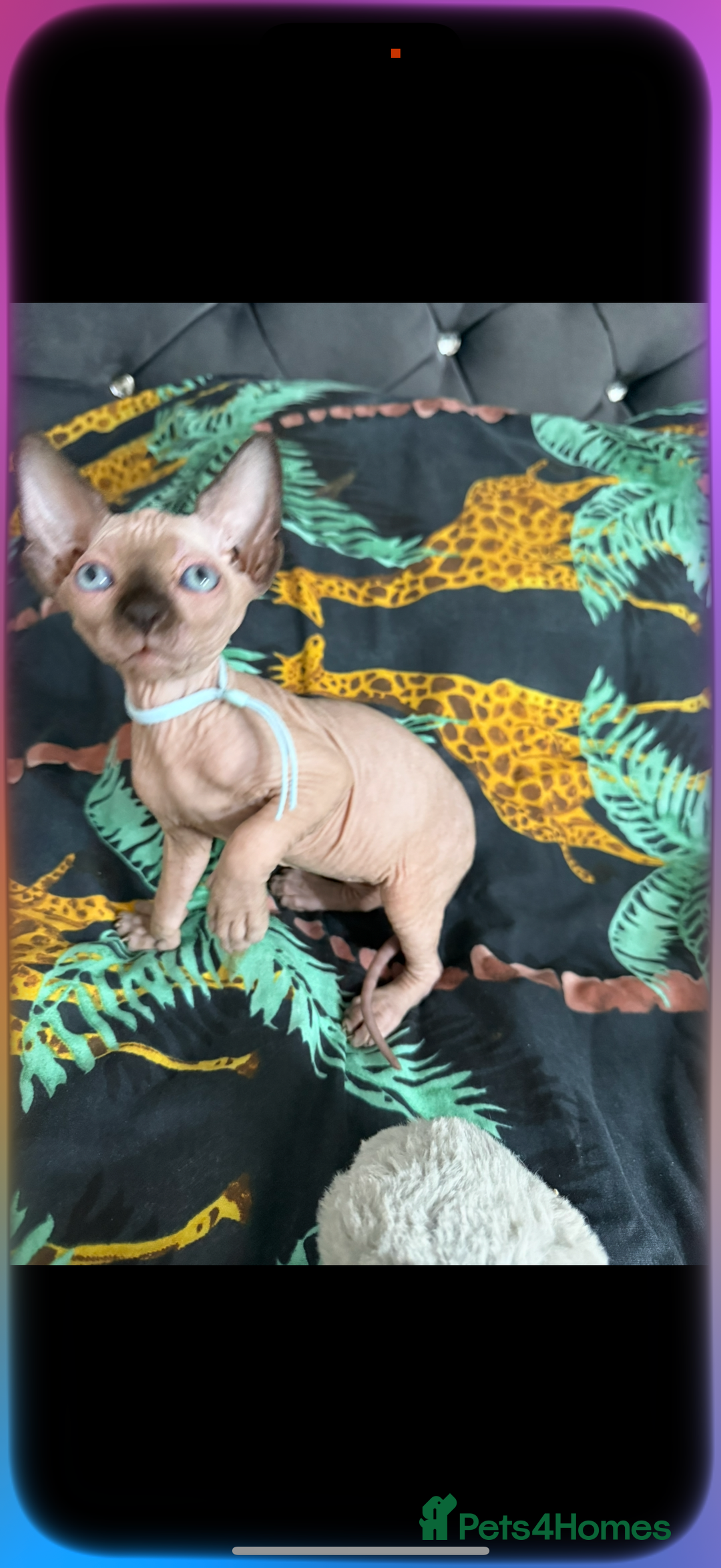 Sphynx cats for sale: Bald, bold elf blue eyes kittens  - Image 33