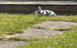 Angora rabbits for sale: 2 male rabbits  - Image 7