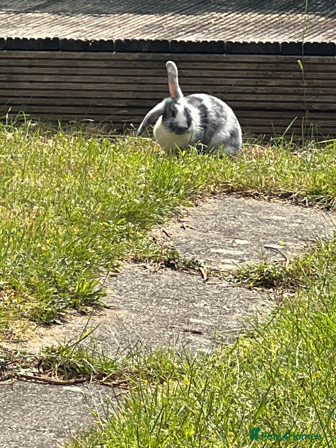 Angora rabbits for sale: 2 male rabbits  - Image 7