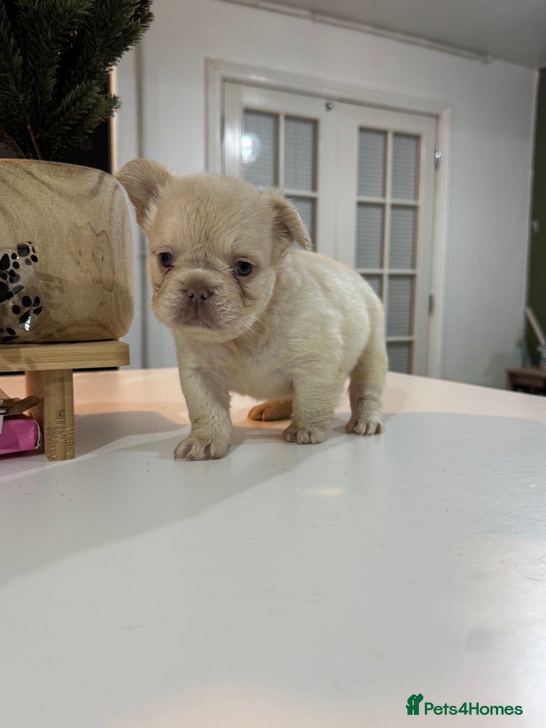 French Bulldog dogs for sale: Fluffy french bulldogs READ DESCRIPTION  - Advert 5