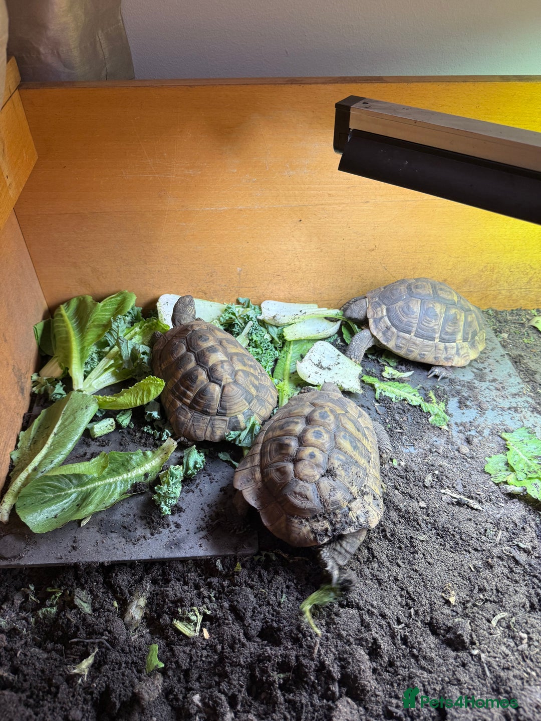 Tortoise reptiles for sale: Hermanns - Image 3