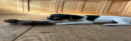 Jack Russell dogs for sale: Jack Russell puppies in Polegate - Advert 4