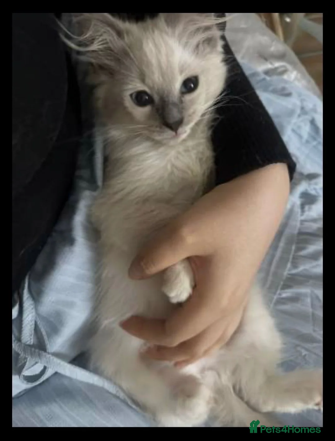 Ragdoll cats for sale: Beautiful Ragdoll Kittens Ready for New Homes! in London - Advert 5