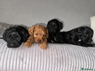 Cavapoo dogs A Tiny Tiny bunch of love 🧸❤️❤️❤️ - Advert 18