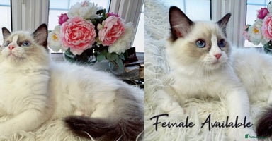Ragdoll cats - Advert 11